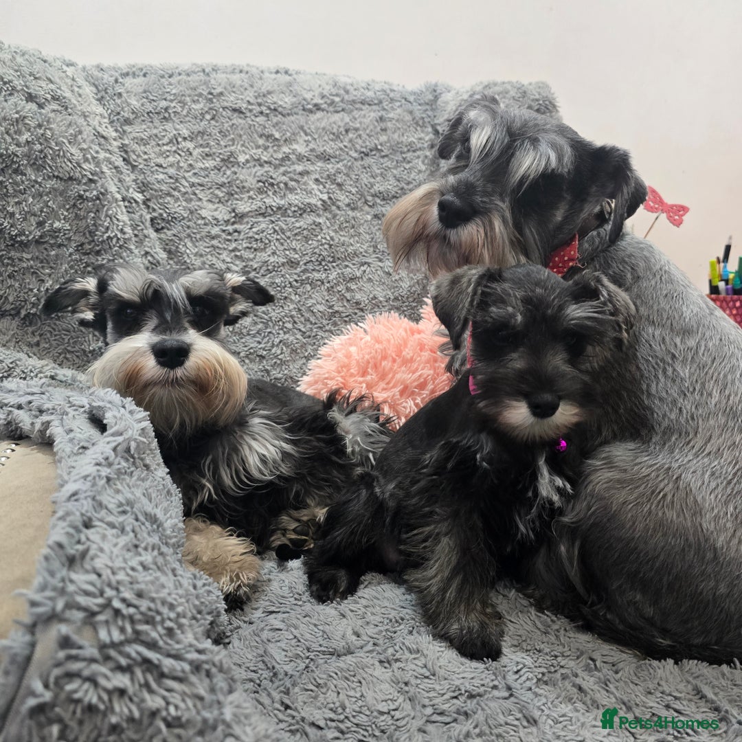 Miniature Schnauzer dogs for sale: Salt&pepper Miniature Schnauzer girl. READY NOW ‼️ - Image 8