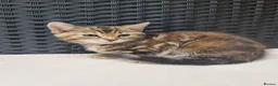 Maine Coon cats for sale: Beautiful 3/4 Maine Coon cross Kittens - Advert 11