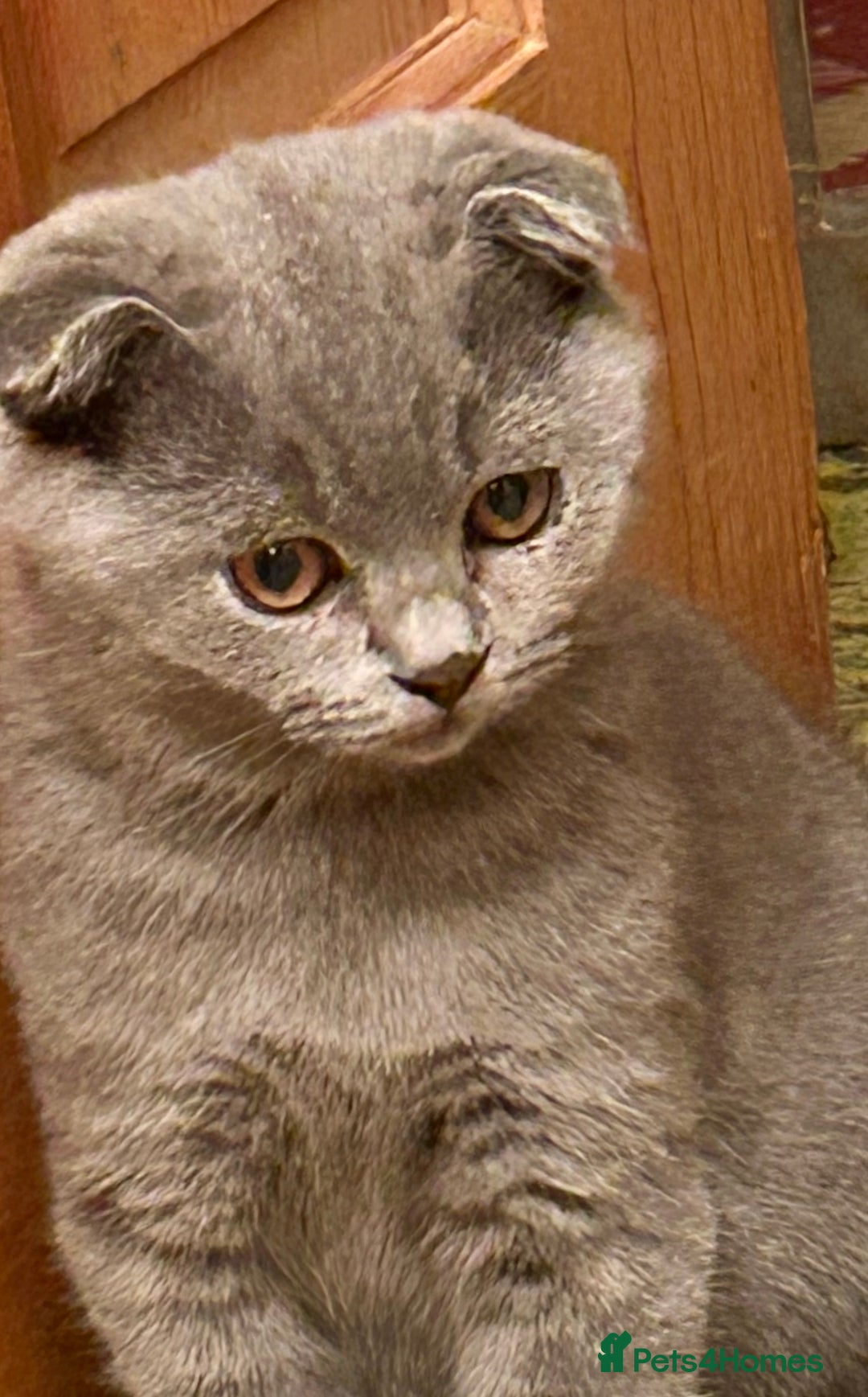 Scottish Fold cats for sale: 🌸🌸Blue  Fold girls available for reservation 🌸 - Image 4