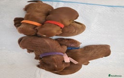 Cavapoo dogs for sale: Beautiful F1 cavapoo puppies - Image 19