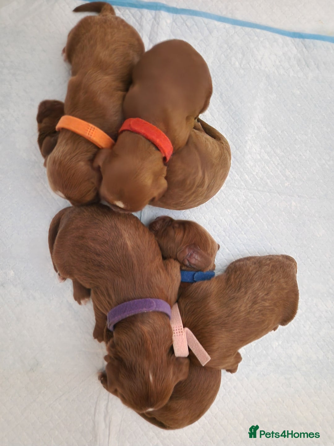 Cavapoo dogs for sale: Beautiful F1 cavapoo puppies - Image 19