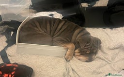 Mixed Breed dogs for sale: Snoop - Image 3