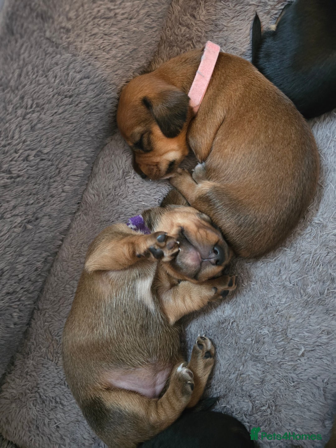 Miniature Dachshund dogs for sale: Miniature Dachshunds Seeking Forever Homes - Image 25