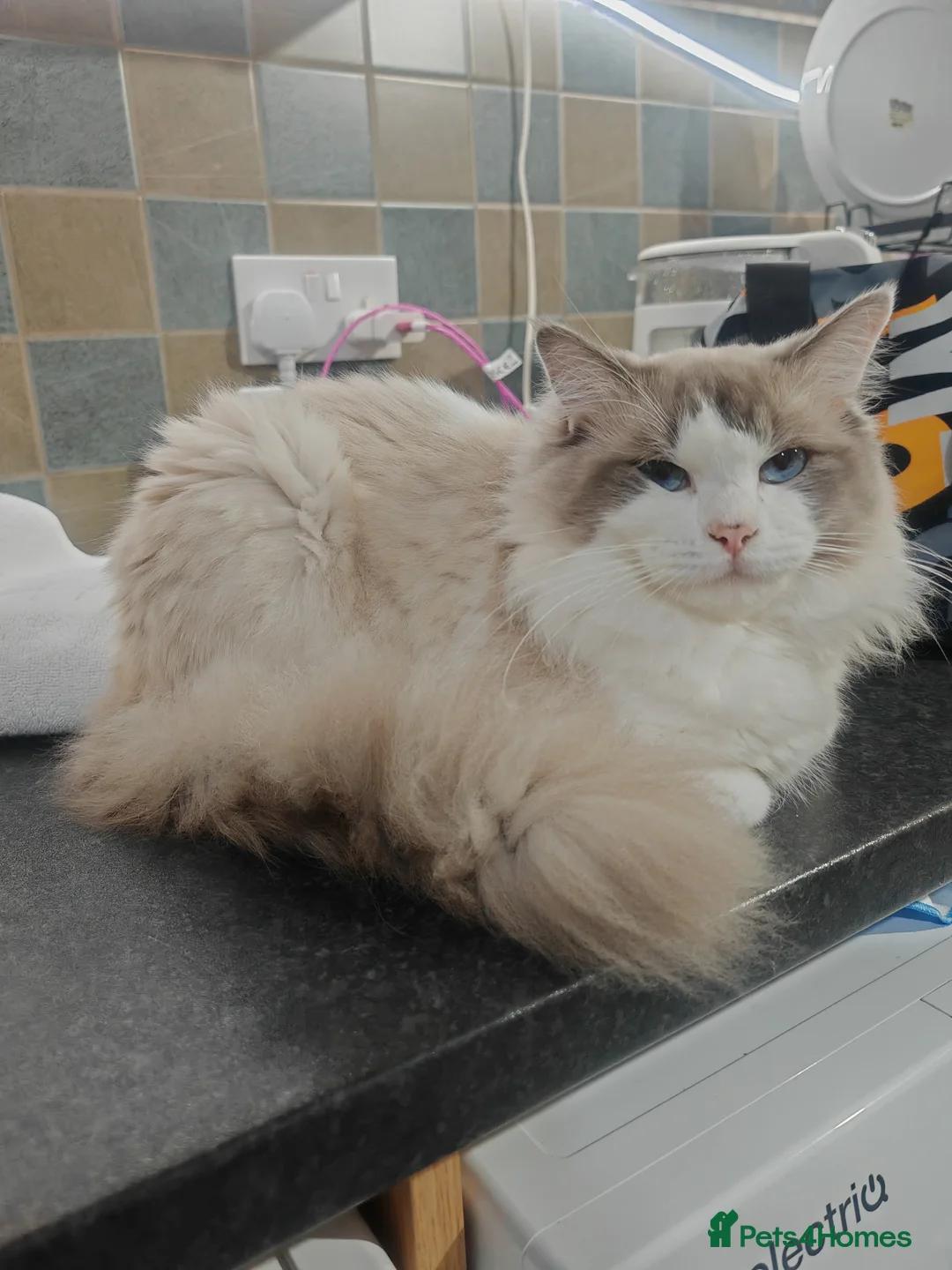 Ragdoll cats for sale: Beauty bicolour ragdoll Pako (not neutered)  - Advert 2
