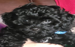 Miniature Poodle dogs for stud: Stunning proven KC health tested Red Stud in Reading - Image 16