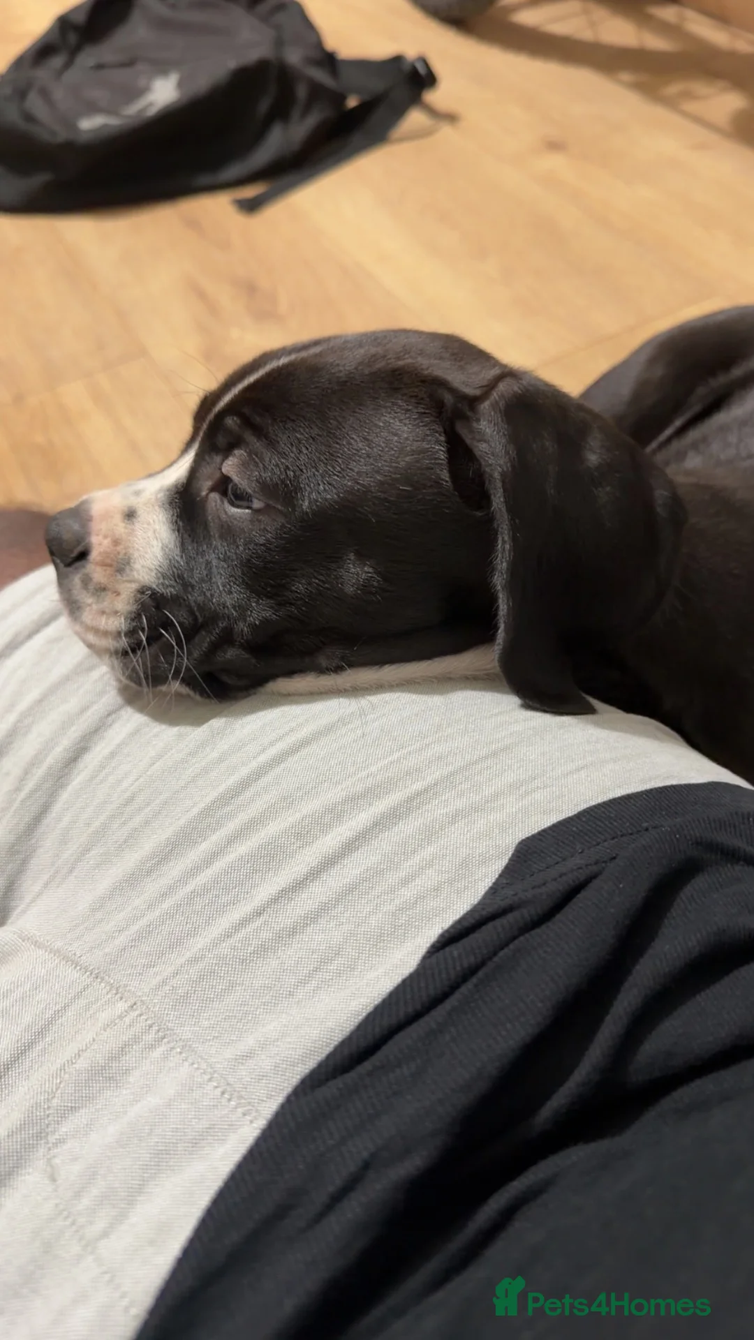 Mixed Breed dogs for sale:  staffy cross mastiff in Slough - Advert 4