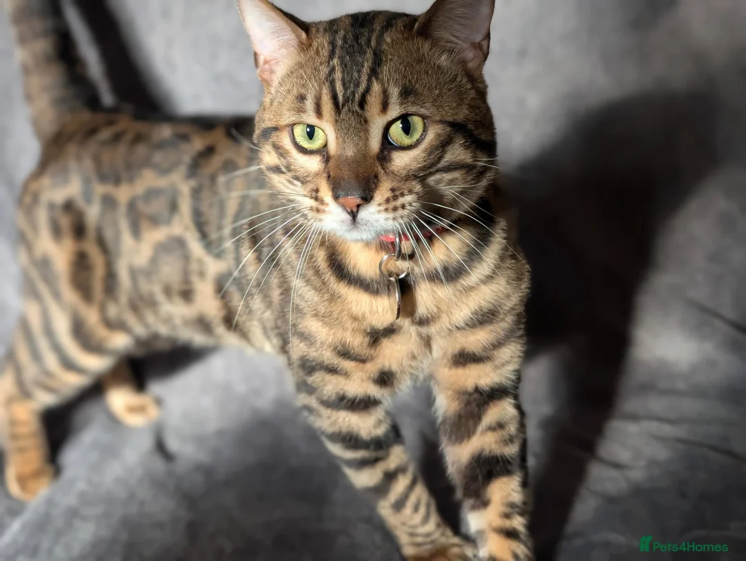 Bengal cats for sale: Gorgeous Bengal Boy looking for a loving home - Advert 4
