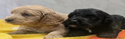 Cockapoo dogs for sale: Ready now! Licensed breeder health tested F1 pups - Advert 6