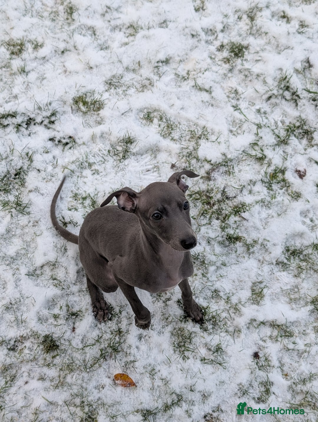 Italian Greyhound dogs for sale: Italian grey hound female  - Advert 4