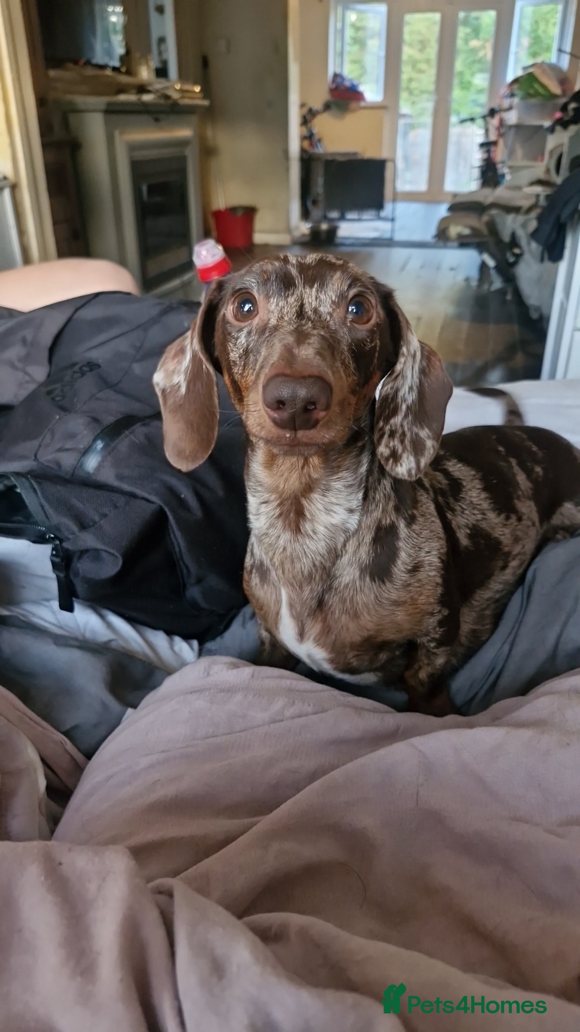 Dachshund dogs Exceptional Dapple Miniature Dachshund Puppies 🐶  - Advert 1