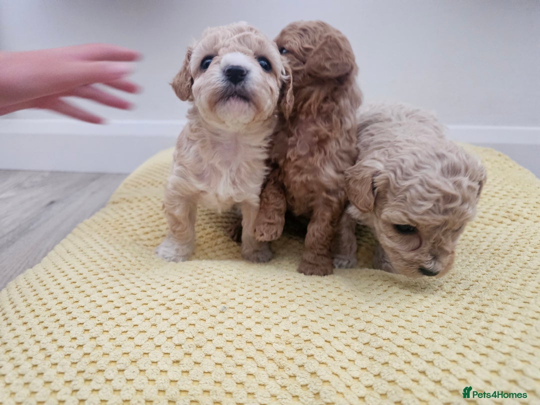 Maltipoo dogs for sale: 3 fabulous teddybear Maltipoo girls  - Image 12
