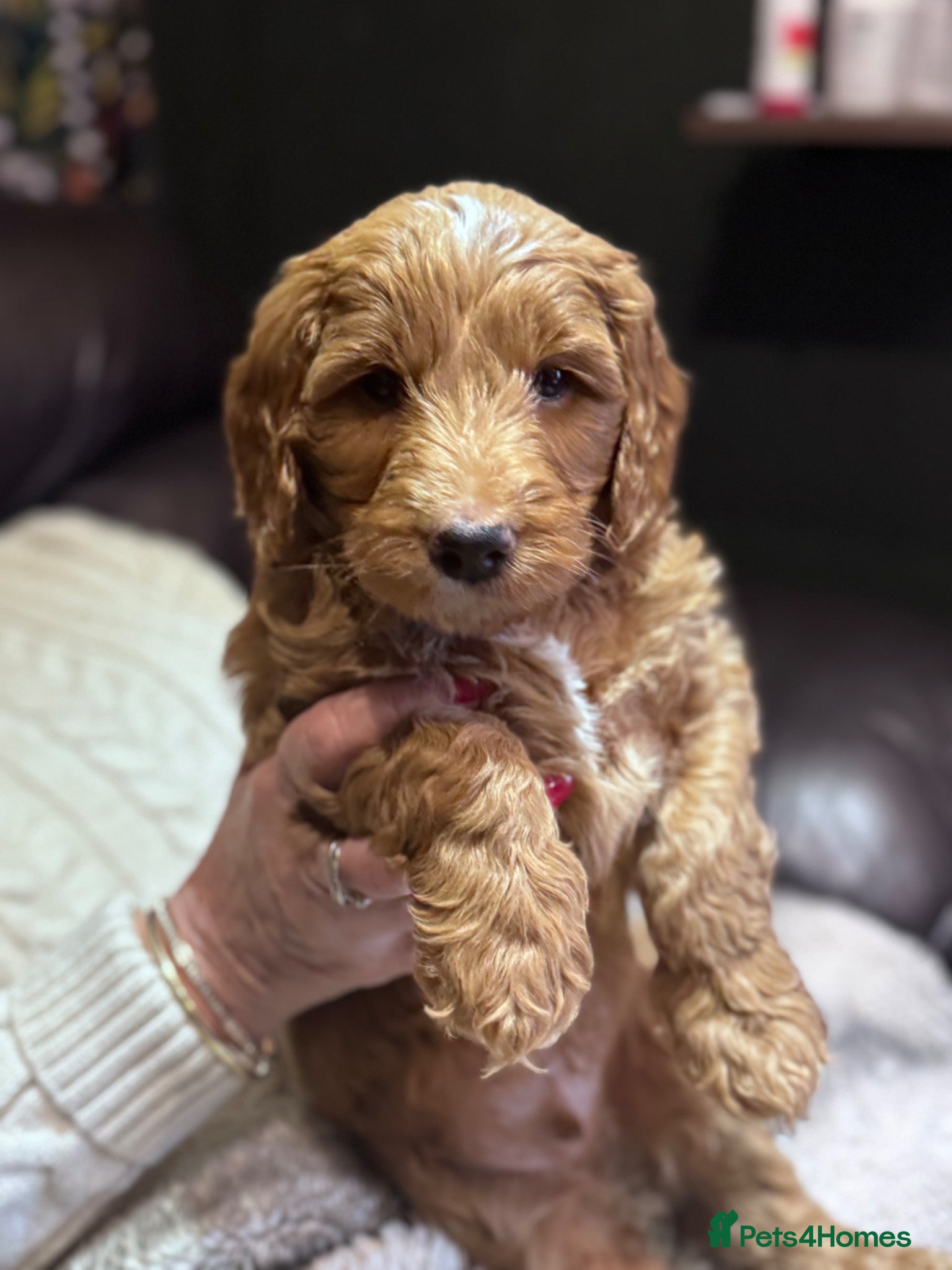 Mixed Breed dogs Cockadoodle puppies - Advert 10