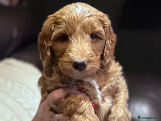 Mixed Breed dogs Cockadoodle puppies - Advert 10