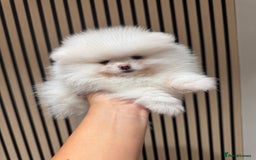 Pomeranian dogs for sale: Boy left! High quality KC reg from imported lines - Image 4