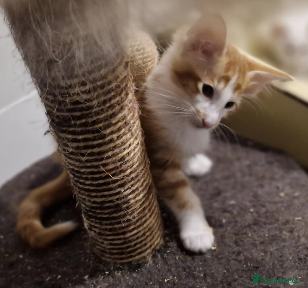 Balinese cats for sale: Stunning longhair Red and White bicolour boy - Advert 14