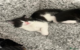Mixed Breed cats for sale: Two charming female kittens - Image 6