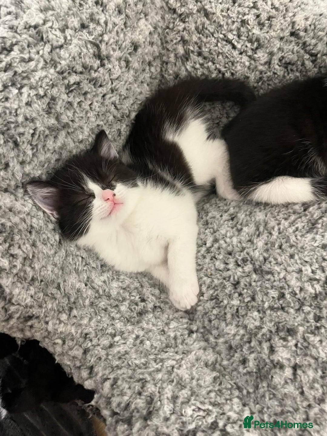 Mixed Breed cats for sale: Two charming female kittens - Image 6