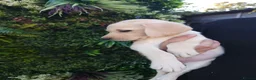 Labrador Retriever dogs for sale: 🐾 Labrador Puppies for Sale 🐾 in Folkestone - Advert 7