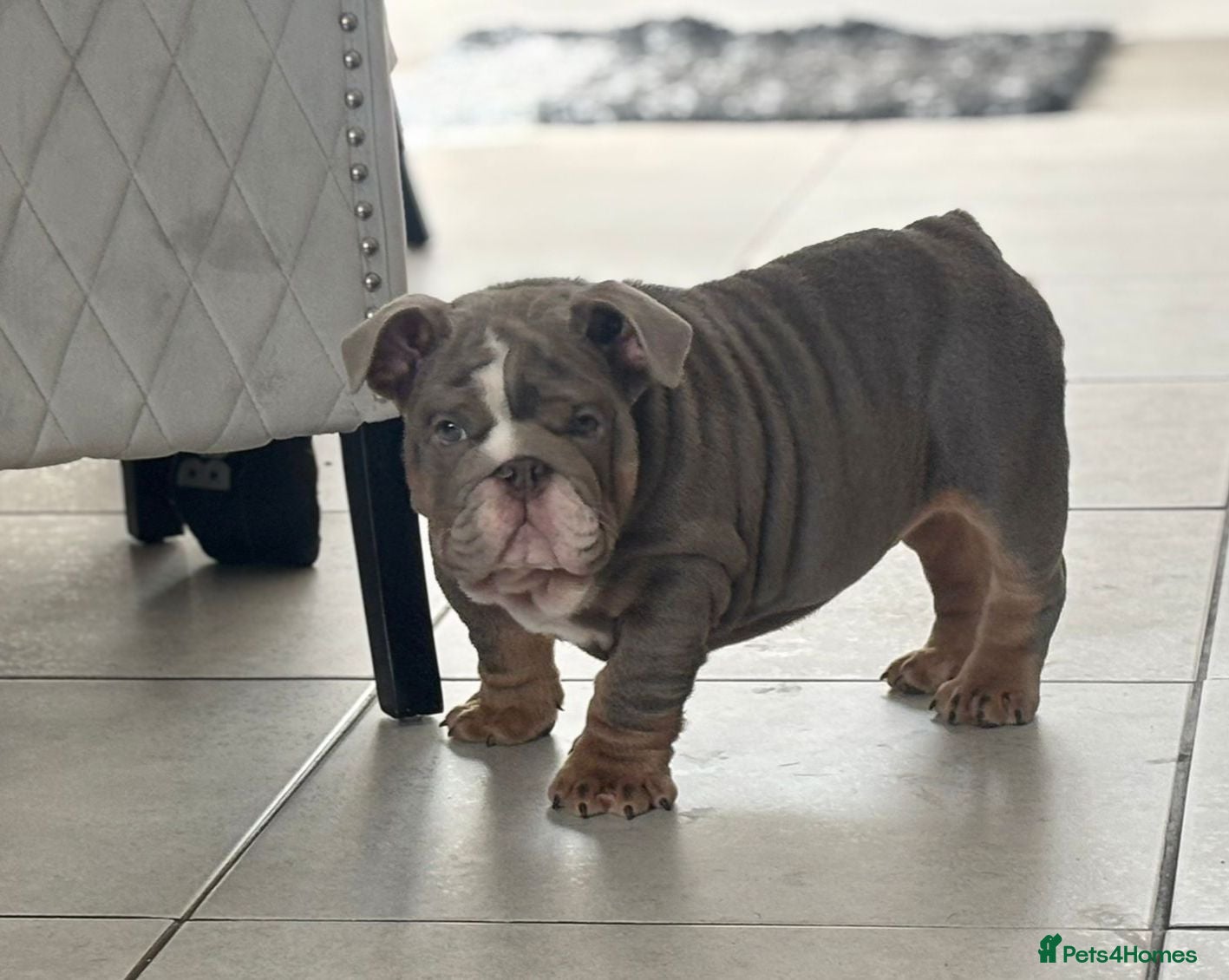 English Bulldog dogs Bulldog babies  - Advert 2