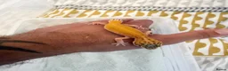 Leopard Gecko reptiles for sale: Baby leopard geckos  - Advert 8