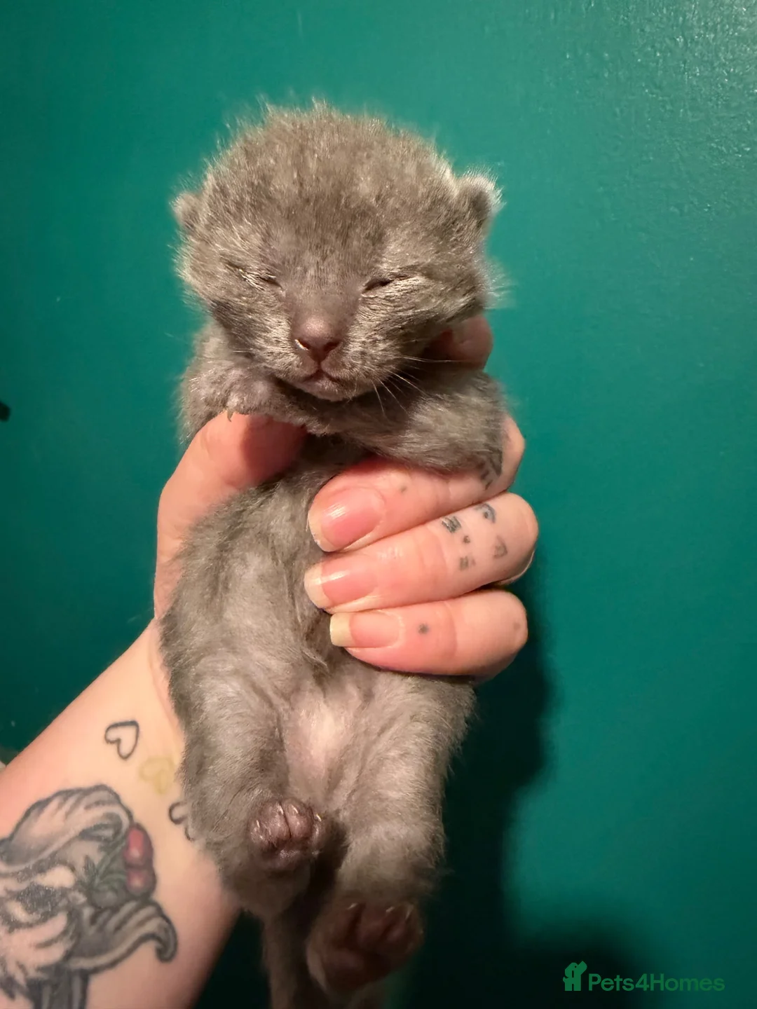 Mixed Breed cats for sale: British short hair x ragdolls and kitten (read ad) - Advert 2