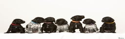 German Shorthaired Pointer dogs for sale: Stunning litter of German Shorthaired Pointers - Advert 1