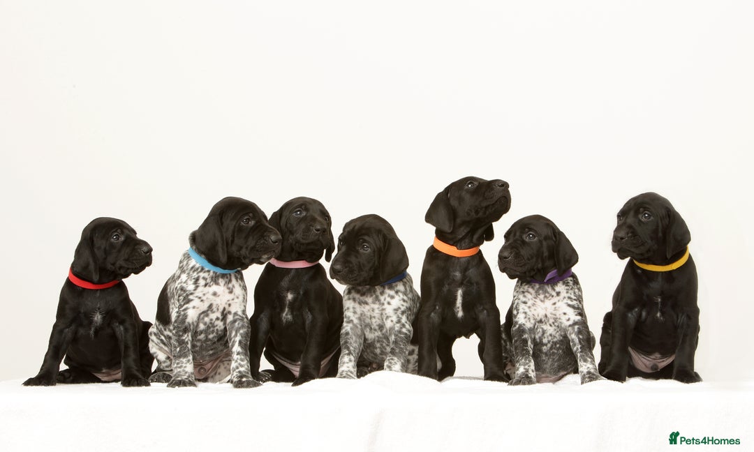 German Shorthaired Pointer dogs for sale: Stunning litter of German Shorthaired Pointers - Advert 1