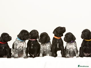 German Shorthaired Pointer dogs Stunning litter of German Shorthaired Pointers - Advert 4