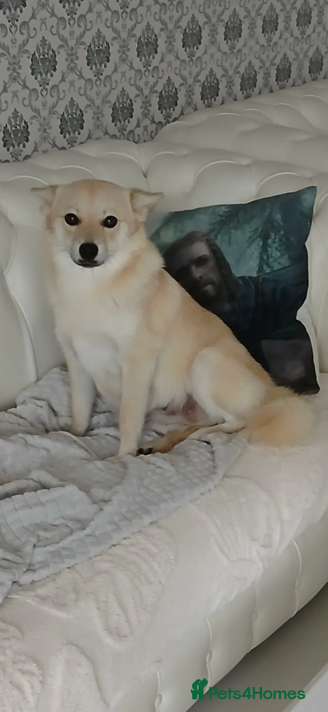 Mixed Breed dogs for sale: 5 stunning hybrid chowskis pups - Advert 16