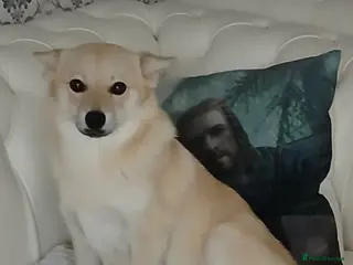 Mixed Breed dogs 5 stunning hybrid chowskis pups - Advert 1