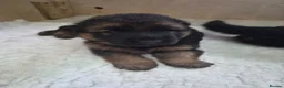 German Shepherd dogs for sale: Beautiful German shepherd puppies in Wednesbury - Advert 2