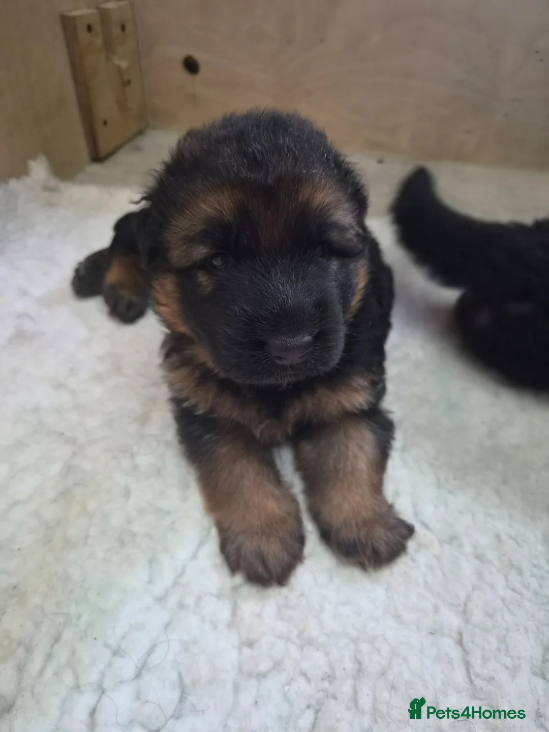 German Shepherd dogs for sale: Beautiful German shepherd puppies in Wednesbury - Advert 2
