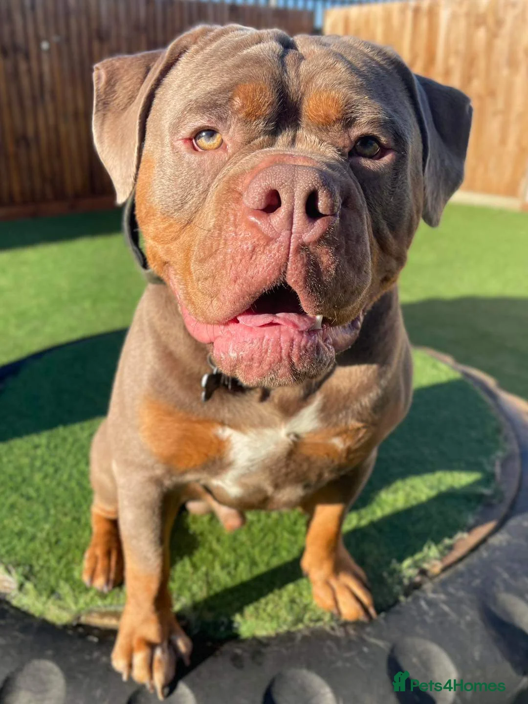 Olde English Bulldogge dogs for stud: Olde English Bulldogge for Stud - Winston in Thetford - Advert 10