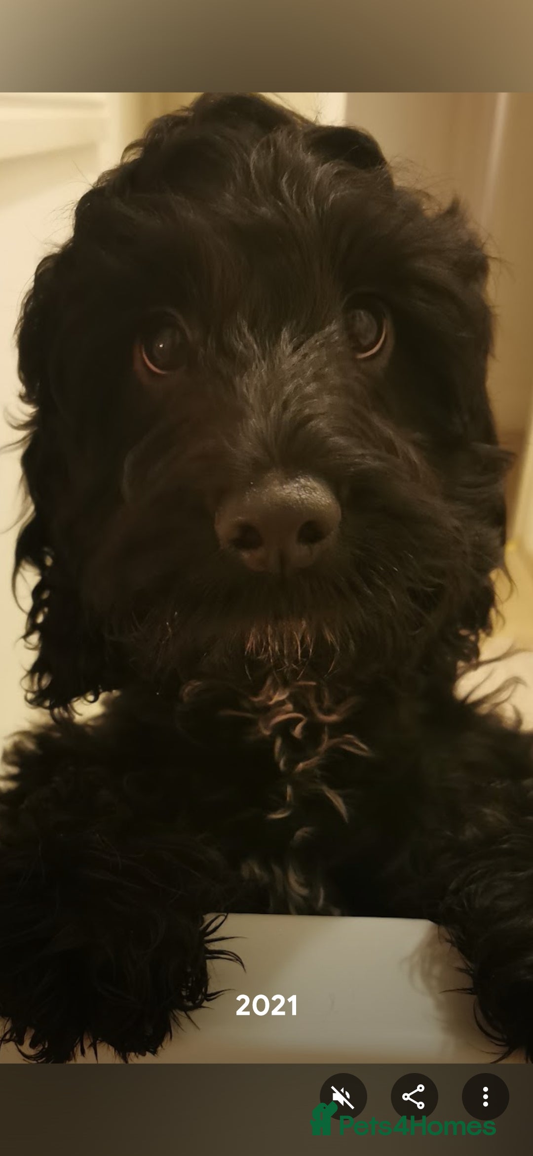 Cockapoo dogs for sale: Cockapoo Puppies  - Advert 1