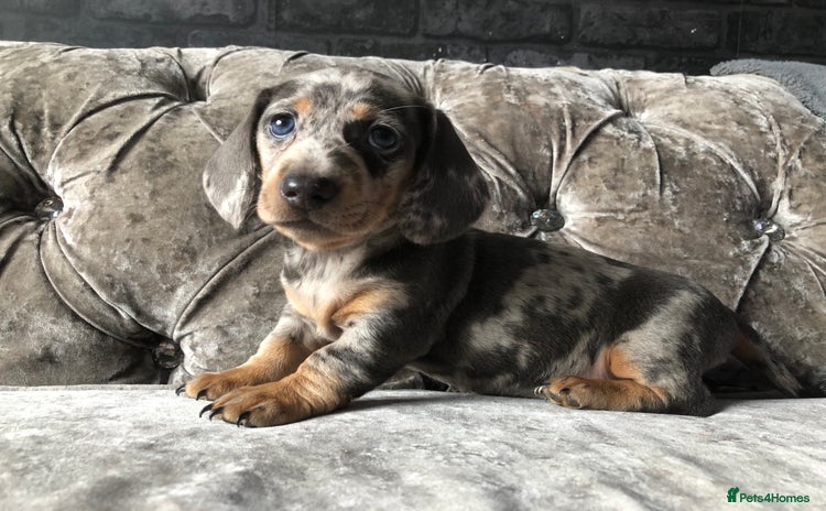 Miniature Dachshund dogs - Advert 6