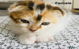 Scottish Fold cats for sale: Adorable 8 weeks old Scottish fold kittens! - Image 6