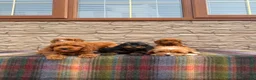 Cockapoo dogs for sale: F1 Cockapoos (council licensed)  in Stourport-on-Severn - Advert 10