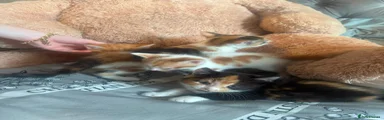 Mixed Breed 2