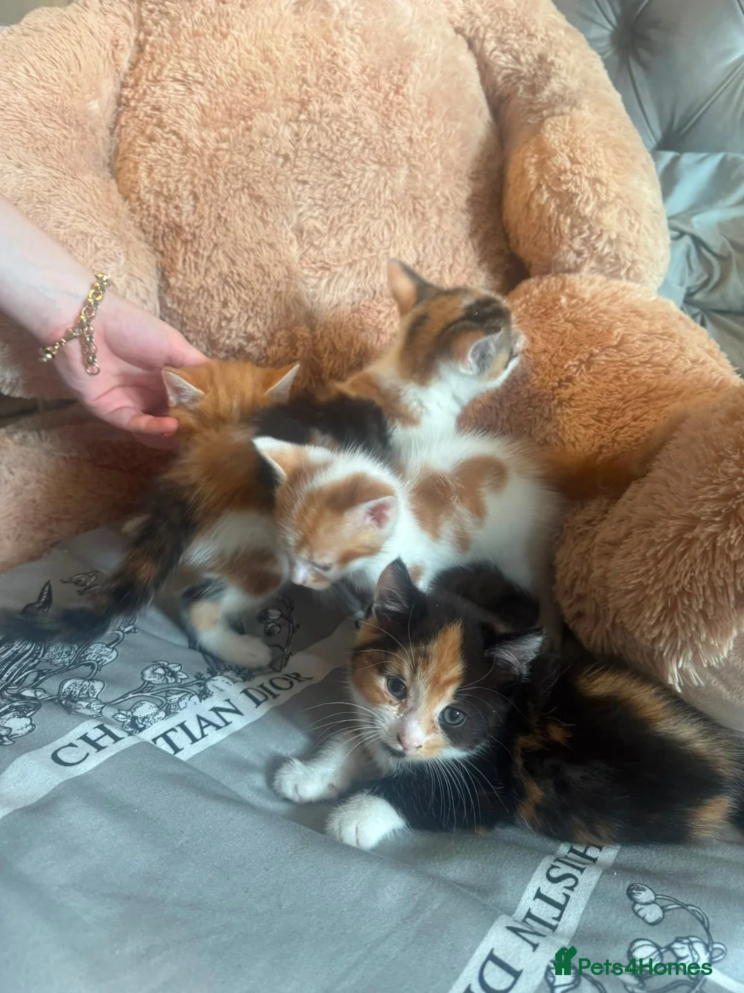 Mixed Breed cats for sale: Mixed colors - Advert 7