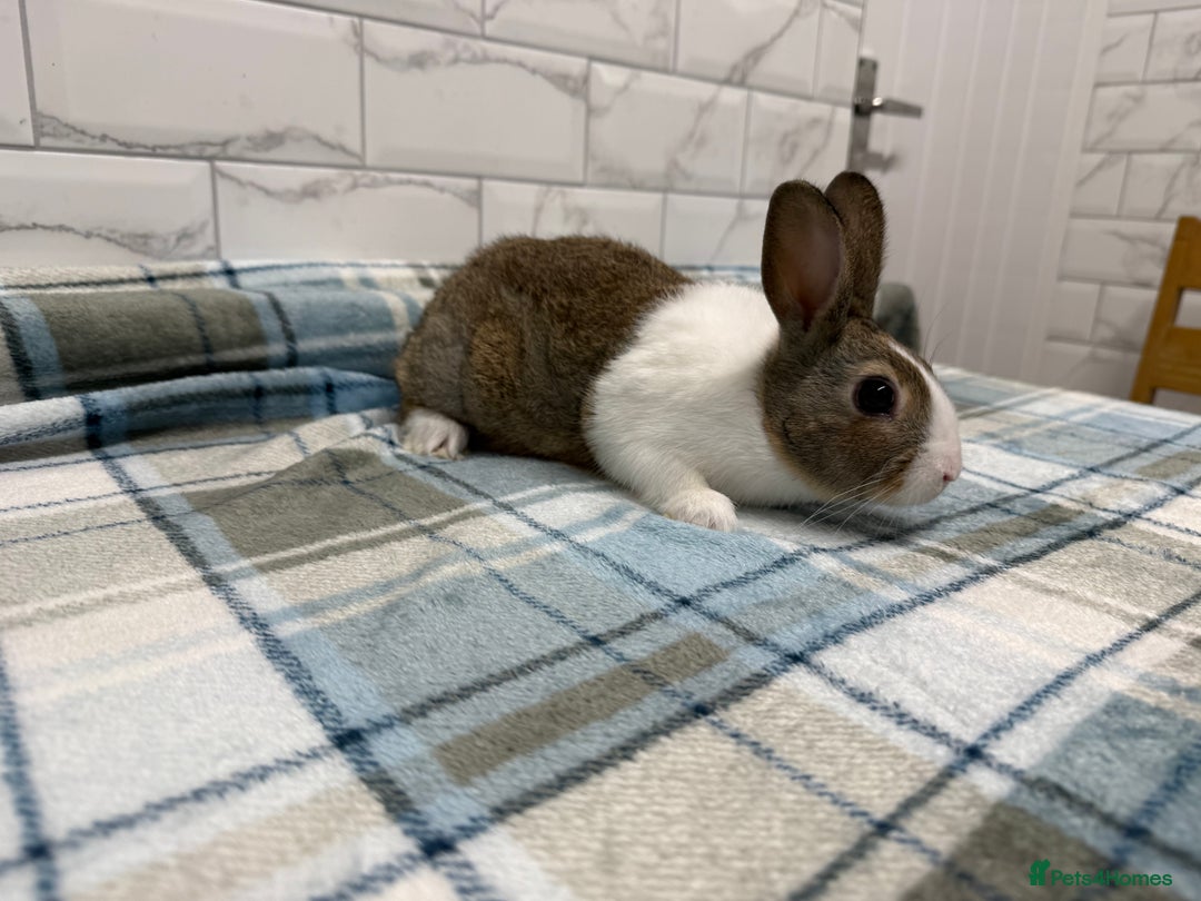 Dutch rabbits for sale: Baby Dutch Rabbits For Sale - Advert 6