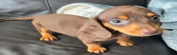 Miniature Dachshund dogs for sale: Stunning miniature dachshund puppies - Advert 6