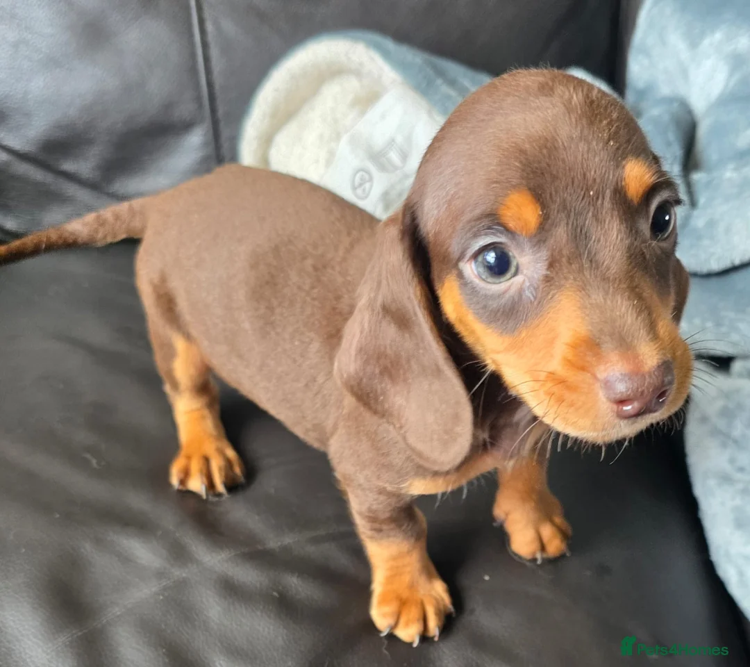 Miniature Dachshund dogs for sale: Stunning miniature dachshund puppies - Advert 6
