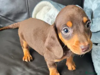 Miniature Dachshund dogs Stunning miniature dachshund puppies - Advert 7