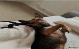 Patterdale Terrier dogs for sale: 2yr old patterdale  - Advert 5