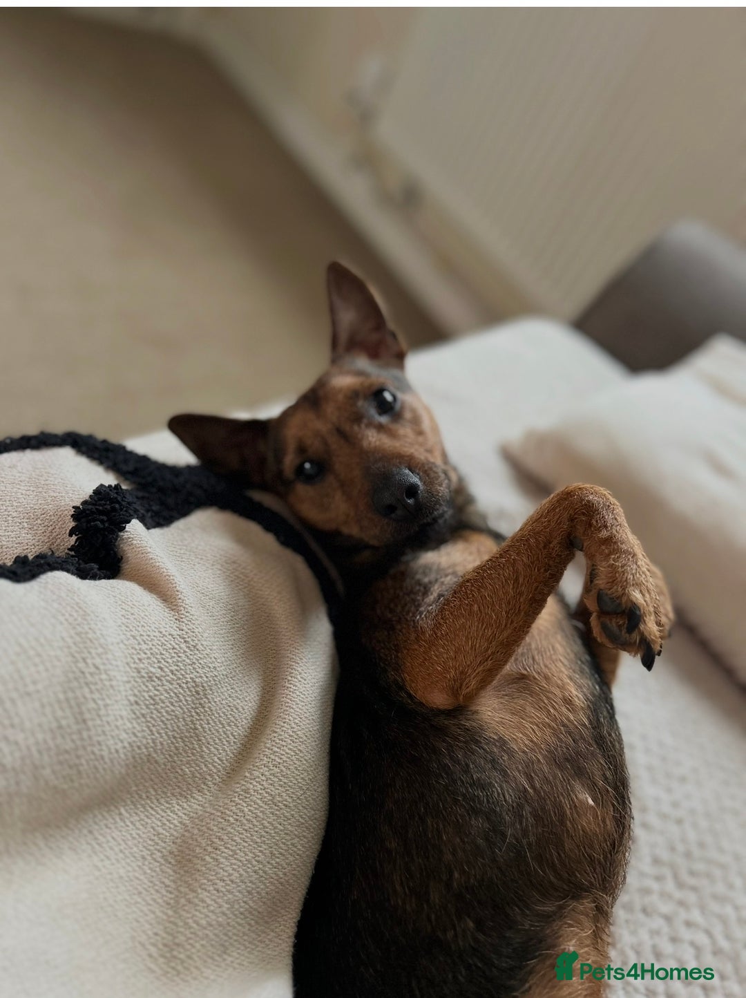 Patterdale Terrier dogs for sale: 2yr old patterdale  - Advert 5