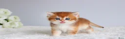 Scottish Fold cats for sale: Rare & Exclusive Golden Chinchilla Babies  - Advert 6