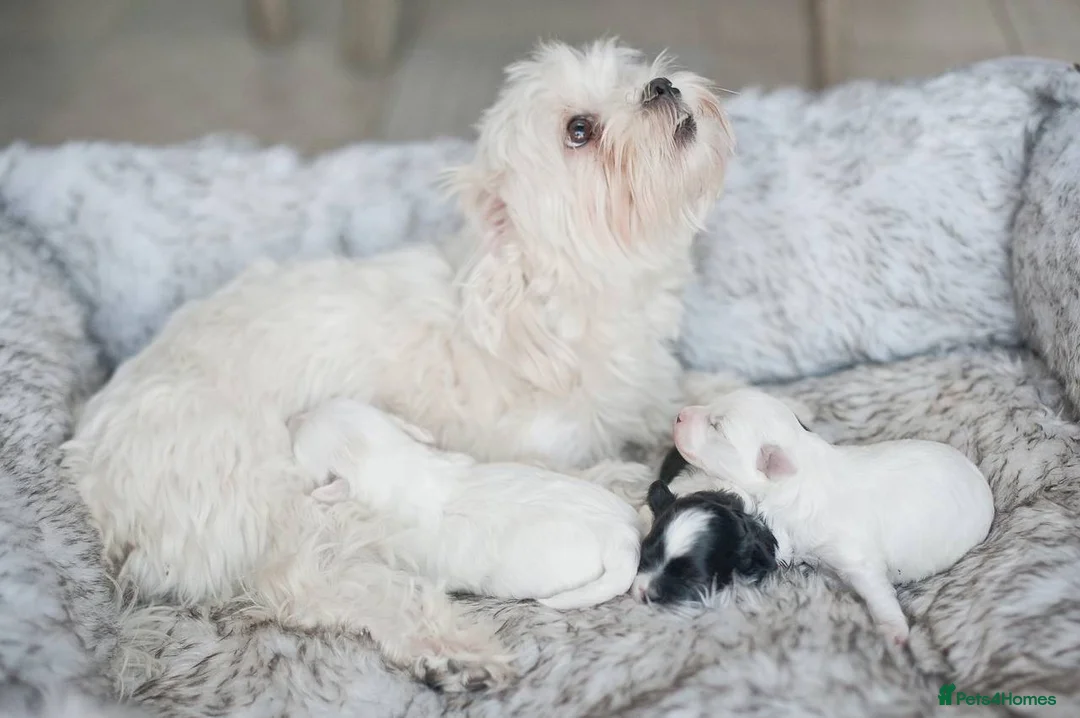 Toy Poodle dogs for stud: 7.5inch Toy HEALTH TESTED ASIAN IMPORT in Guildford - Advert 26