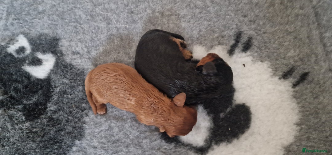 Cavalier King Charles Spaniel dogs for sale: Cavalier King Charles Spaniel puppies - Image 7