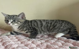 British Shorthair cats for sale: British Short Hair Cross Ragdoll Kitten  - Image 10