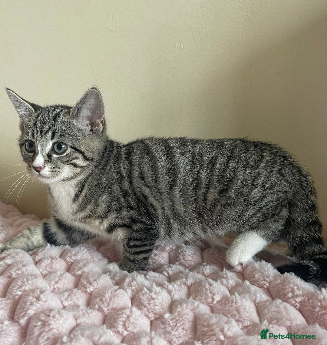 British Shorthair cats for sale: British Short Hair Cross Ragdoll Kitten  - Image 10